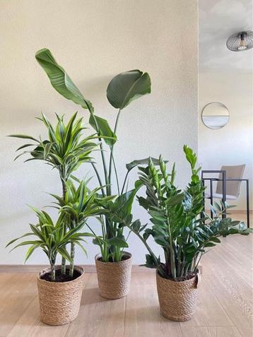 3 For 120 - Lemon lime & Strelitzia & Zamioculcas beschikbaar voor biedingen