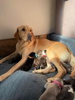 Puppy alert!, Dieren en Toebehoren, Honden | Retrievers, Spaniëls en Waterhonden, 8 tot 15 weken, Labrador retriever, Meerdere