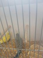 Te koop jonge grasparkieten, Meerdere dieren, Parkiet