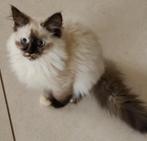 Siberische poesje Neva Masquerade., Dieren en Toebehoren, Poes, Gechipt, 0 tot 2 jaar