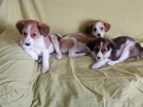Kooiker pups, Dieren en Toebehoren, Honden | Retrievers, Spaniëls en Waterhonden, Meerdere dieren, Overige rassen, Particulier