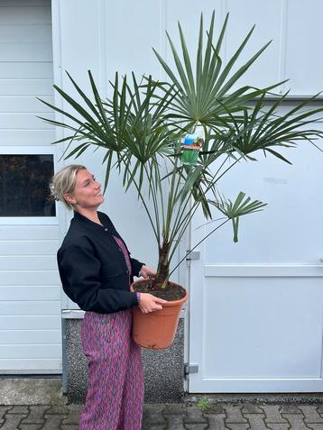 Winterharde Palmboom - Trachycarpus beschikbaar voor biedingen