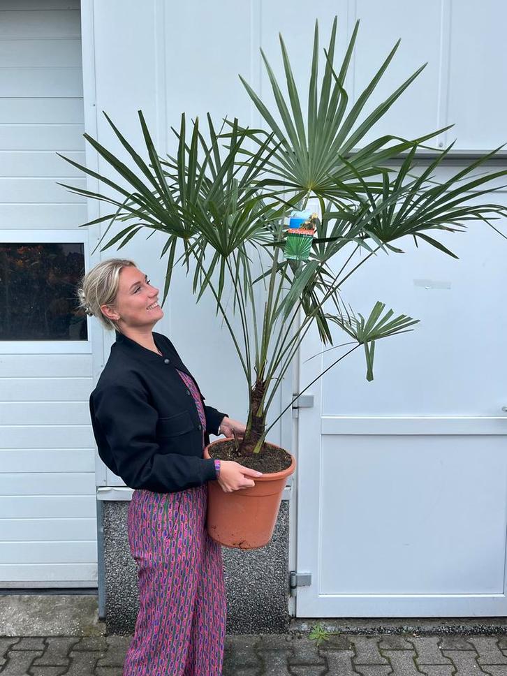 Winterharde Palmboom - Trachycarpus, Tuin en Terras, Planten | Tuinplanten, Vaste plant, Overige soorten, Volle zon, Bloeit niet