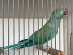 Halsbandparkiet, Dieren en Toebehoren, Vogels | Parkieten en Papegaaien, Parkiet, Tam