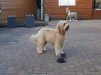Labradoodle reu F3, 6 jaar of ouder, Reu, Labrador retriever, Meerdere