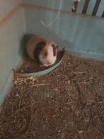 Cavia zeugjes, Dieren en Toebehoren, Knaagdieren, November, Vrouwelijk, Cavia