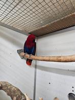 Heel goeie kweekpop Edel, Dieren en Toebehoren, Vogels | Overige Vogels, Mannelijk