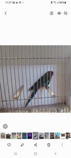 Tekoop koppel jonge wildkleur penanten 100 euro, Meerdere dieren, Parkiet