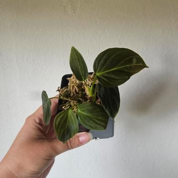 Philodendron Splendid stekken beschikbaar voor biedingen