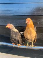 Serama kriel koppel, Meerdere dieren, Kip