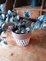 Stekjes van de Tradescantia zebrina  (vaderplant), Ophalen of Verzenden, Overige soorten, Minder dan 100 cm