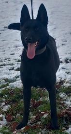 Mechelse herder pups KNPV IGP IPO SPORT, Parvo, 8 tot 15 weken, Meerdere, Meerdere dieren