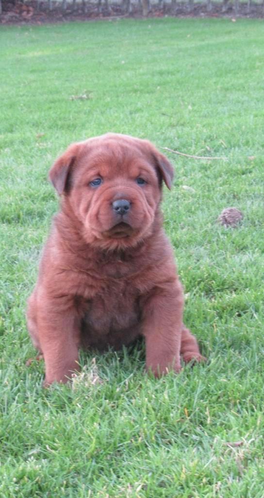 Mooie  grove rottweiler pup/pups🐕🐕, Dieren en Toebehoren, Honden | Bulldogs, Pinschers en Molossers, Meerdere dieren, Rottweiler