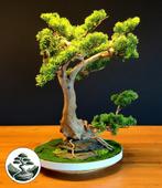 Handgemaakte kunstbonsai B14, Ophalen of Verzenden, Nieuw, Binnen