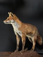 Opgezette vos, opgezette das, opgezet dier, opgezette dieren, Ophalen, Nieuw, Wild dier, Opgezet dier