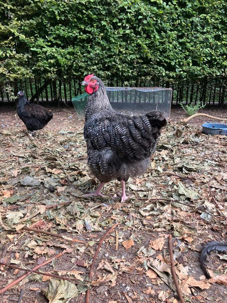 2 orpington hanen, Dieren en Toebehoren, Pluimvee, Kip, Mannelijk