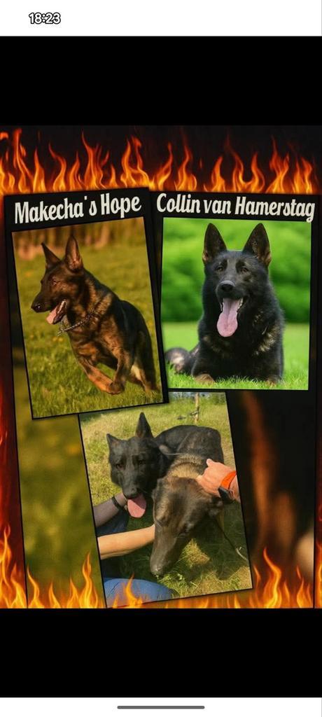 Duitse herder pups met stamboom, Dieren en Toebehoren, Honden | Herdershonden en Veedrijvers, Meerdere dieren, Herder, Fokker | Hobbymatig