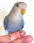 Jonge Agapornis Roseicollis d Blauw / Dwergpapegaai