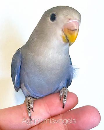 Jonge Agapornis Roseicollis d Blauw / Dwergpapegaai beschikbaar voor biedingen
