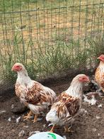 Wyandotte kriel hanen geel met wit gezoomd, Dieren en Toebehoren, Mannelijk, Kip