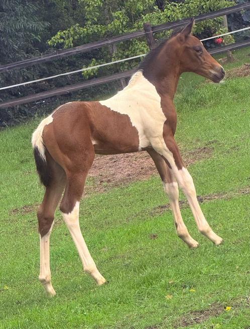 Zeldzaam apart bruin bont kwpn dressuur hengst veulen!, Dieren en Toebehoren, Paarden en Pony's | Dekhengsten en Fokmerries, Hengst
