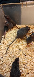 Tamme Silvermane rittens (mannen), Dieren en Toebehoren, Knaagdieren, Augustus, Mannelijk, Rat