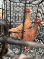 Te koop, Mannelijk, Postduif