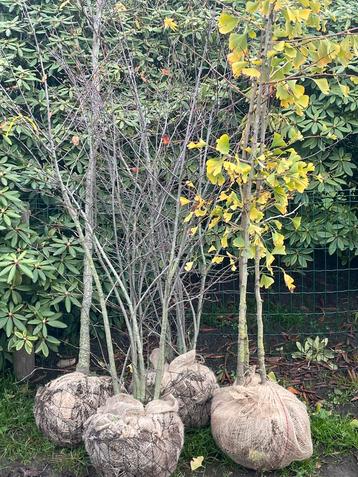 Struiken. En sierbomen beschikbaar voor biedingen