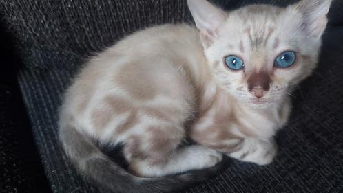 SUPER mooie unieke snow bengaal !!, Dieren en Toebehoren, Katten en Kittens | Raskatten | Korthaar, Poes, Gechipt, Ingeënt