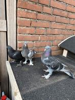 Takla, Dieren en Toebehoren, Vogels | Duiven, Meerdere dieren, Postduif
