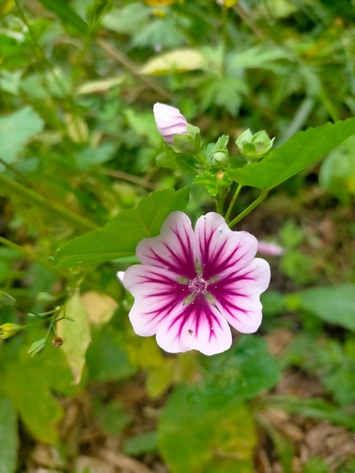 Groot kaasjeskruid 'Zebrina' zaden, Tuin en Terras, Bloembollen en Zaden, Zaad, Voorjaar, Volle zon, Ophalen of Verzenden