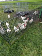 Bresse hanen te koop, Mannelijk, Kip