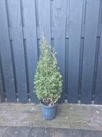 Ilex, Ophalen of Verzenden, Hulst, Minder dan 100 cm