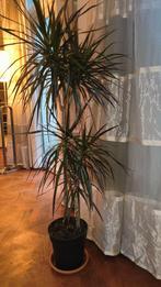 Tall Dracaena Marginata – Elegant Indoor Plant, Huis en Inrichting, Kamerplanten, Ophalen of Verzenden, Halfschaduw, Minder dan 100 cm