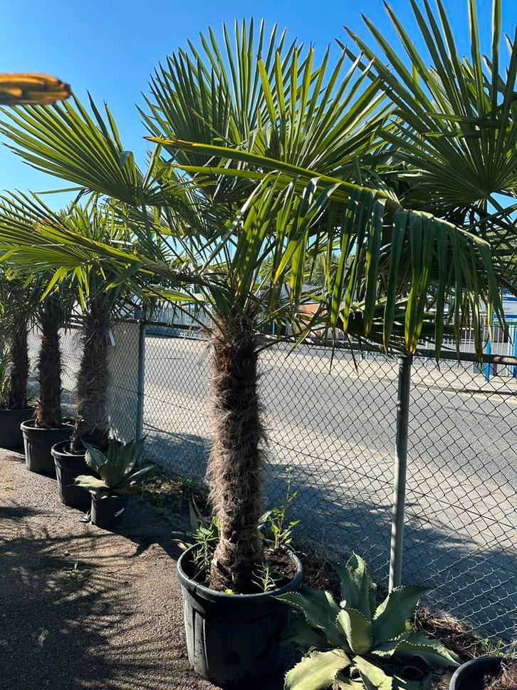 Trachycarpus fortunei palmen, Tuin en Terras, Planten | Bomen, Ophalen