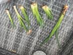 Yucca Plant Stekjes, Ophalen of Verzenden