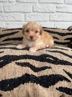 Boompoo pups, boomer x toy poedel, Dieren en Toebehoren, Honden | Chihuahua's en Gezelschapshonden, Nederland, Overige rassen