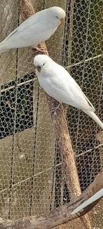 Grasparkieten, Dieren en Toebehoren, Vogels | Overige Vogels, Meerdere dieren, Tropenvogel