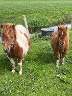 Hengst veulen, Hengst, 0 tot 2 jaar, Gechipt, Niet van toepassing