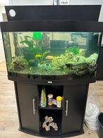 Juwel 180 liter aquarium alles er op en er aan, Dieren en Toebehoren, Ophalen, Zo goed als nieuw, Gevuld zoetwateraquarium