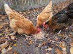 3 kippen zoeken goed huis, Dieren en Toebehoren, Pluimvee, Vrouwelijk, Kip