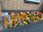 Pompoenen en kalebassen in prachtige kleuren, Ophalen, Nieuw