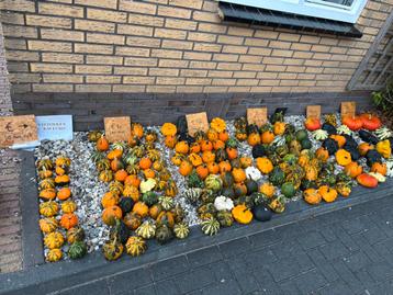 Pompoenen en kalebassen in prachtige kleuren beschikbaar voor biedingen