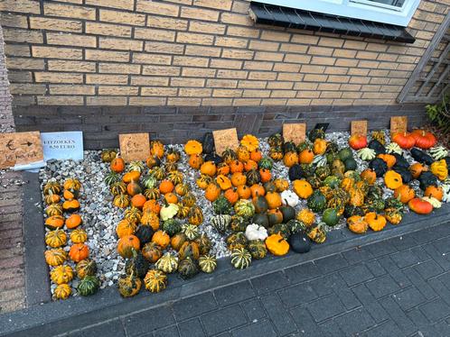 Pompoenen en kalebassen in prachtige kleuren, Tuin en Terras, Overige Tuin en Terras, Nieuw, Ophalen