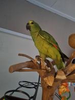 Papagaai, Mannelijk, Papegaai, Pratend