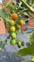 CherryTomaten PLANT incl tomaten en bloementjes, Tuin en Terras, Planten | Tuinplanten, Ophalen, Volle zon, Groenteplanten, Eenjarig