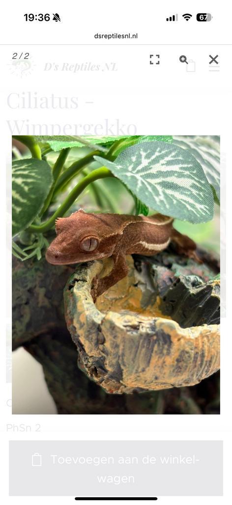 Correlophus Ciliatus - Wimpergekko baby