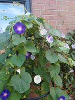 Ipomoea Mix grandpa ott – venice purple, Ophalen of Verzenden, Voorjaar, Volle zon, Zaad