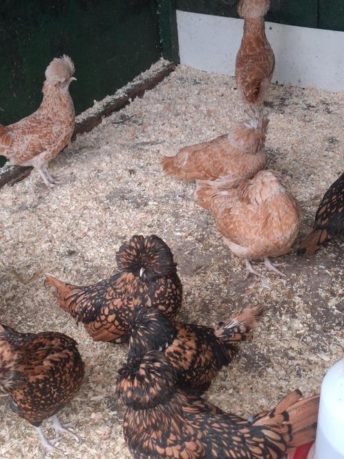 Padua hennen, diverse kleuren, Dieren en Toebehoren, Pluimvee, Kip, Vrouwelijk