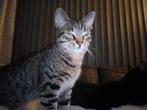 Kater 1 jaar, Kater, Kortharig, 0 tot 2 jaar